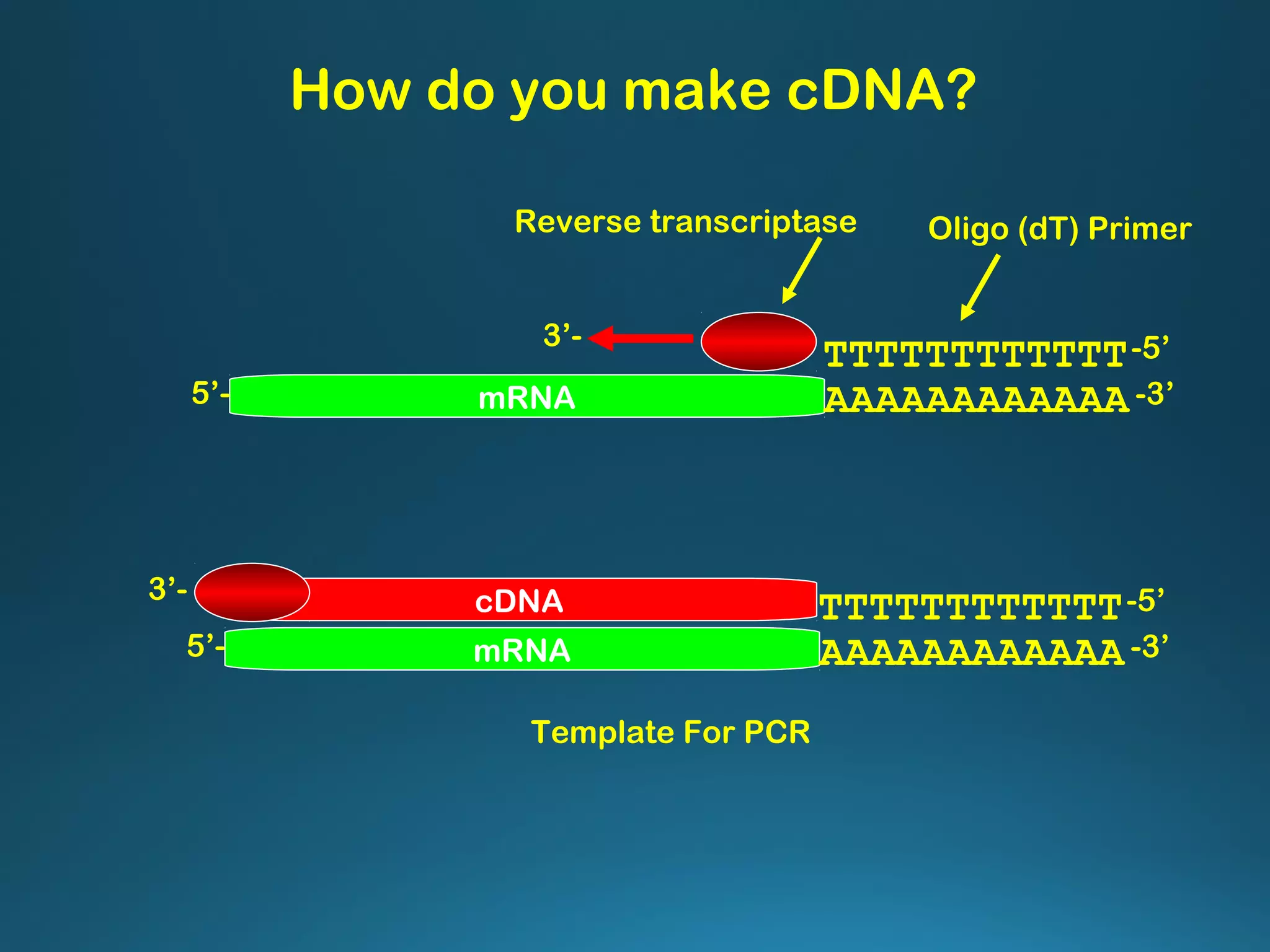 How do you make cDNA?
mRNA AAAAAAAAAAAA5’- -3’
TTTTTTTTTTTT-5’
mRNA AAAAAAAAAAAA5’- -3’
TTTTTTTTTTTT-5’cDNA
Reverse transcriptase Oligo (dT) Primer
Template For PCR
3’-
3’-
 