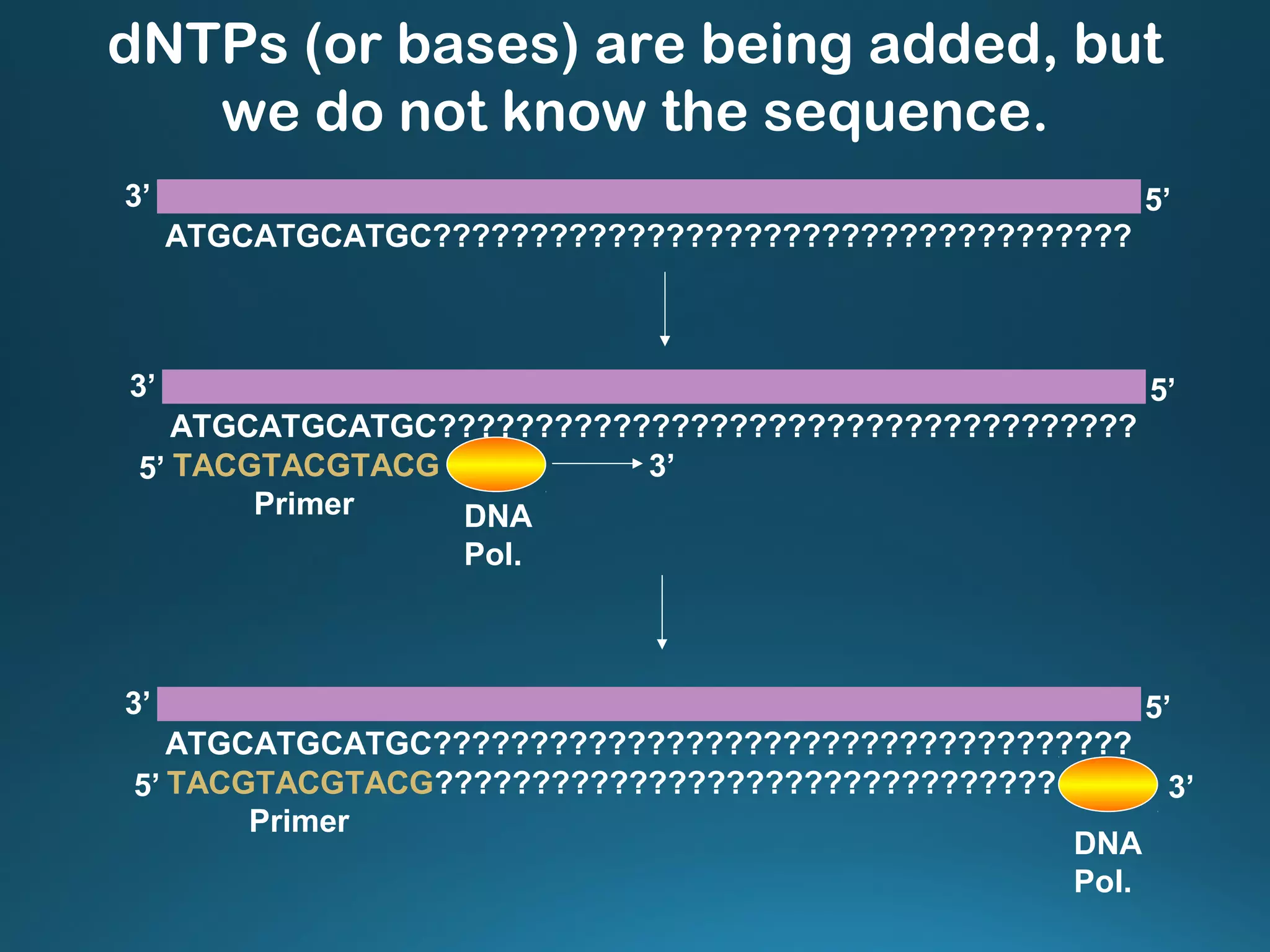 ATGCATGCATGC????????????????????????????????????
3’ 5’
TACGTACGTACG
ATGCATGCATGC????????????????????????????????????
3’ 5’
5’
Primer
3’
DNA
Pol.
TACGTACGTACG????????????????????????????????
ATGCATGCATGC????????????????????????????????????
3’ 5’
5’
Primer
3’
DNA
Pol.
dNTPs (or bases) are being added, but
we do not know the sequence.
 