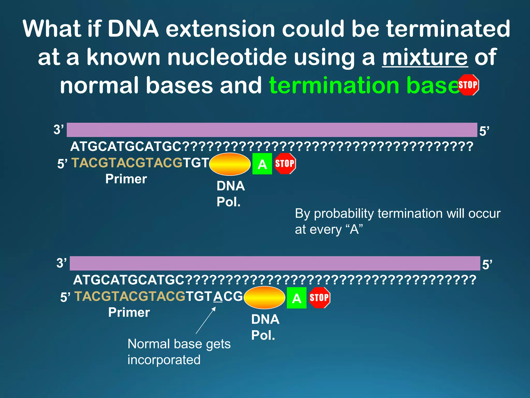 What if DNA extension could be terminated
at a known nucleotide using a mixture of
normal bases and termination bases
TACGTACGTACGTGT
ATGCATGCATGC????????????????????????????????????
3’ 5’
5’
Primer
DNA
Pol.
A
TACGTACGTACGTGT CG
ATGCATGCATGC????????????????????????????????????
3’ 5’
5’
Primer
A
DNA
Pol.
A
Normal base gets
incorporated
By probability termination will occur
at every “A”
 