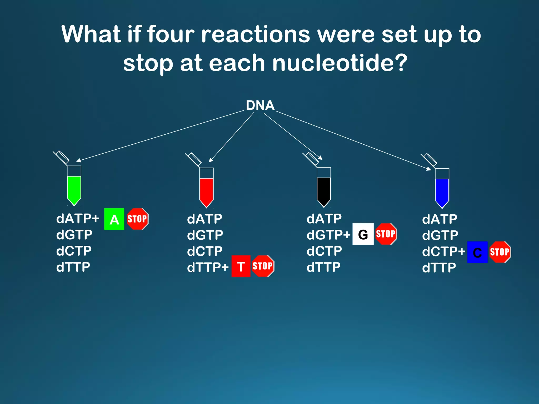 dATP
dGTP
dCTP
dTTP+
dATP
dGTP
dCTP+
dTTP
dATP
dGTP+
dCTP
dTTP
dATP+
dGTP
dCTP
dTTP
A
T
G
C
DNA
What if four reactions were set up to
stop at each nucleotide?
 