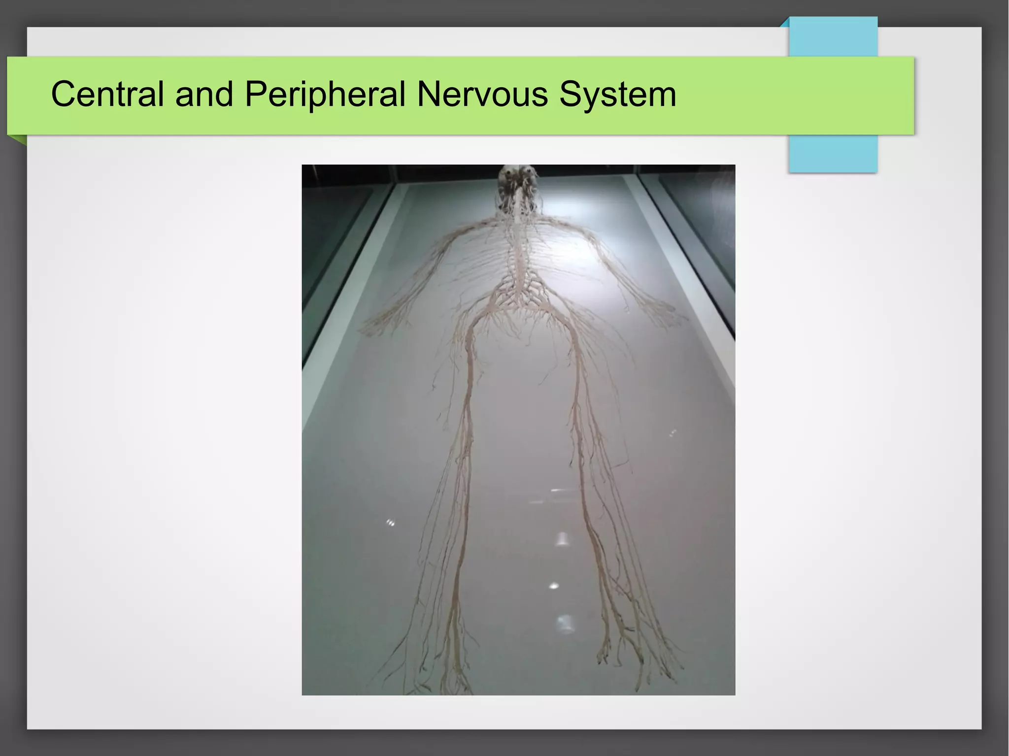 Central and Peripheral Nervous System
 