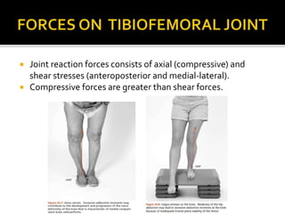  Joint reaction forces consists of axial (compressive) and
shear stresses (anteroposterior and medial-lateral).
Compressive forces are greater than shear forces.