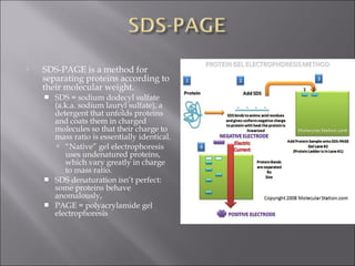  SDS-PAGE is a method for 
separating proteins according to 
their molecular weight. 
 SDS = sodium dodecyl sulfate 
(a.k.a. sodium lauryl sulfate), a 
detergent that unfolds proteins 
and coats them in charged 
molecules so that their charge to 
mass ratio is essentially identical. 
 “Native” gel electrophoresis 
uses undenatured proteins, 
which vary greatly in charge 
to mass ratio. 
 SDS denaturation isn’t perfect: 
some proteins behave 
anomalously, 
 PAGE = polyacrylamide gel 
electrophoresis 
 