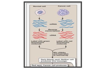 Analysis of gene expression | PPT