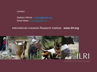 The analysis of traders in a developing country value chain: Pig traders in Uganda