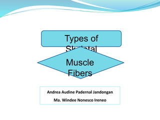 Types of
Skeletal
Muscle
Fibers
Andrea Audine Padernal Jandongan
Ma. Windee Nonesco Ireneo
 