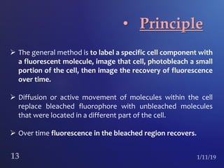 • Principle
 The general method is to label a specific cell component with
a fluorescent molecule, image that cell, photobleach a small
portion of the cell, then image the recovery of fluorescence
over time.
 Diffusion or active movement of molecules within the cell
replace bleached fluorophore with unbleached molecules
that were located in a different part of the cell.
 Over time fluorescence in the bleached region recovers.
 