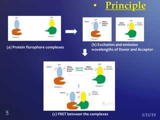 • Principle
(a) Protein flurophore complexes
(b) Excitation and emission
wavelengths of Donor and Acceptor
(c) FRET between the complexes
 