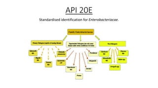 Analytical Profile Index 20E.pptx