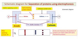Analytical techniques for separation or purification of proteins | PDF