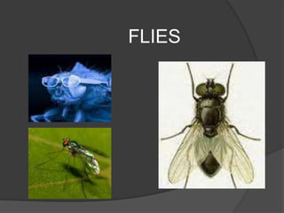 FLIES