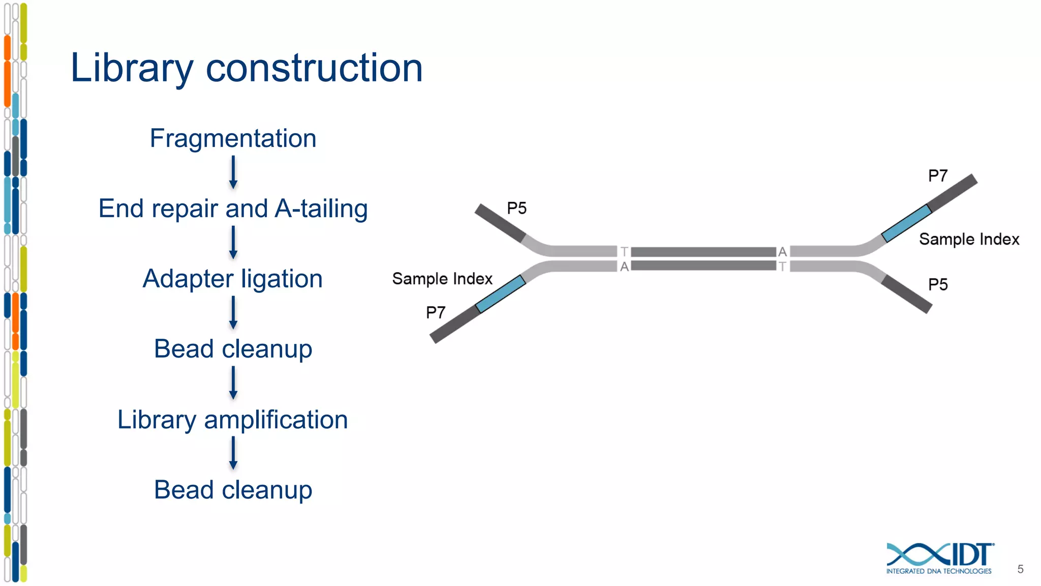 Library construction
5
Fragmentation
End repair and A-tailing
Adapter ligation
Bead cleanup
Library amplification
Bead cleanup
 