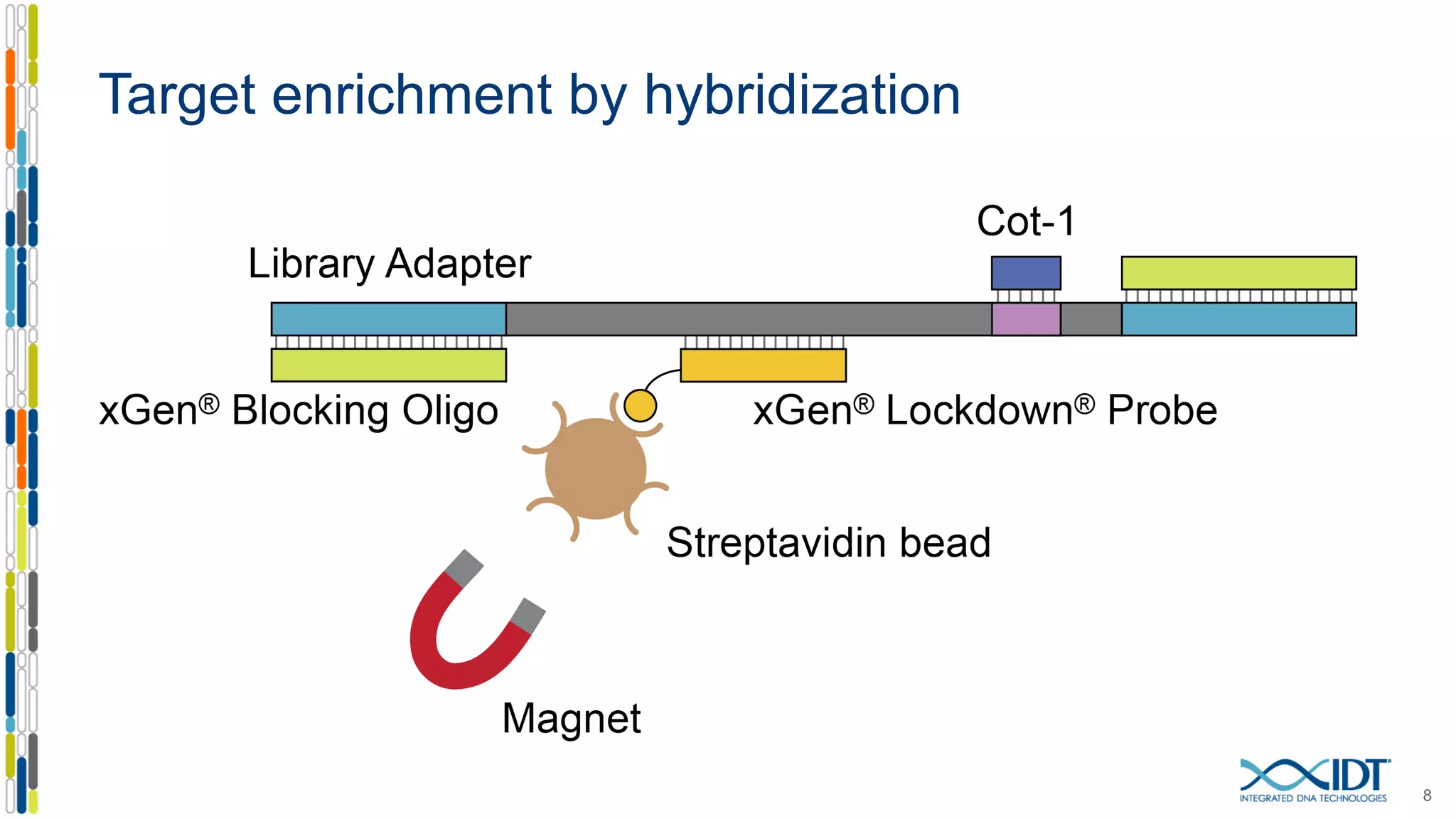 Target enrichment by hybridization
8
 
