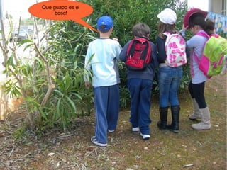 Que guapo es el
     bosc!
 