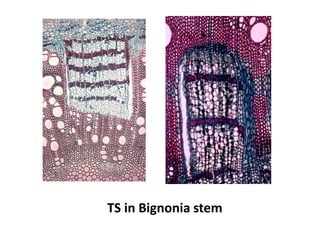 TS in Bignonia stem
 