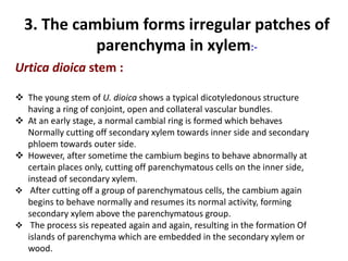 3. The cambium forms irregular patches of
parenchyma in xylem:-
Urtica dioica stem :
 The young stem of U. dioica shows a typical dicotyledonous structure
having a ring of conjoint, open and collateral vascular bundles.
 At an early stage, a normal cambial ring is formed which behaves
Normally cutting off secondary xylem towards inner side and secondary
phloem towards outer side.
 However, after sometime the cambium begins to behave abnormally at
certain places only, cutting off parenchymatous cells on the inner side,
instead of secondary xylem.
 After cutting off a group of parenchymatous cells, the cambium again
begins to behave normally and resumes its normal activity, forming
secondary xylem above the parenchymatous group.
 The process sis repeated again and again, resulting in the formation Of
islands of parenchyma which are embedded in the secondary xylem or
wood.
 