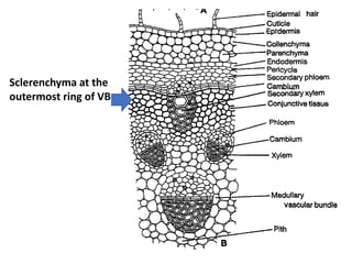 Sclerenchyma at the
outermost ring of VB
 
