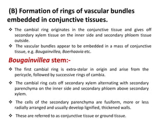 (B) Formation of rings of vascular bundles
embedded in conjunctive tissues.
 The cambial ring originates in the conjunctive tissue and gives off
secondary xylem tissue on the inner side and secondary phloem tissue
outside.
 The vascular bundles appear to be embedded in a mass of conjunctive
tissue, e.g. Bougainvillea, Boerhaavia etc.
 The first cambial ring is extra-stelar in origin and arise from the
pericycle, followed by successive rings of cambia.
 The cambial ring cuts off secondary xylem alternating with secondary
parenchyma on the inner side and secondary phloem above secondary
xylem.
 The cells of the secondary parenchyma are fusiform, more or less
radially arranged and usually develop lignified, thickened walls.
 These are referred to as conjunctive tissue or ground tissue.
Bougainvillea stem:-
 