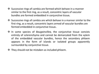  In some species of Bougainvillea, the conjunctive tissue consists
entirely of sclerenchyma and cannot be demarcated from the xylem
of the embedded vascular bundles, hence the secondary phloem
appears in the form of islands or isolated groups apparently
surrounded by conjunctive tissue.
 They should not be mistaken as included phloem.
 Successive rings of cambia are which behave in a manner similar to the
first ring, as a result, concentric layers armed of vascular bundles are
formed embedded in conjunctive tissue.
 Successive rings of cambia are formed which behave in a manner
similar to the first ring, as a result, concentric layers of vascular
bundles are formed embedded in conjunctive tissue.
 