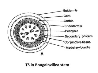 TS in Bougainvillea stem
 