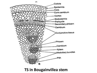 TS in Bougainvillea stem
 