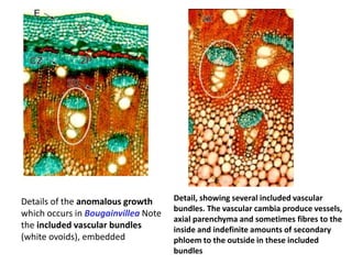 Detail, showing several included vascular
bundles. The vascular cambia produce vessels,
axial parenchyma and sometimes fibres to the
inside and indefinite amounts of secondary
phloem to the outside in these included
bundles
Details of the anomalous growth
which occurs in Bougainvillea Note
the included vascular bundles
(white ovoids), embedded
 