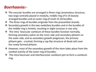  The vascular bundles are arranged in three rings (anomalous structure,
two large centrally placed in medulla, middle ring of 6-14 loosely
arranged bundles and an outer ring of small 15-20 bundles.
 The three rings of bundles originate from the procambial strands.
 Secondary growth in the two medullary bundles and in the bundles of
the middle ring is limited, resulting in slight increase in size only
 The intra- fascicular cambium of these bundles function normally,
forming secondary xylem on the inner side and secondary phloem on
the outer side, and as secondary growth progresses, the primary
phloem gets . crushed, forming a cap like structure of dead cells over
the newly formed phloem.
Boerhaavia:-
 However, most of the secondary growth of the stem takes place from the
cambial activity of the outer ring of bundles.
 The intra-fascicular and interfascicular cambium join to form a cambium
ring.
 