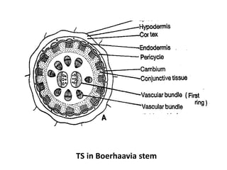 TS in Boerhaavia stem
 