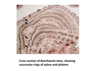 Cross section of Boerhaavia stem, showing
successive rings of xylem and phloem
 