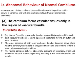 1:- Abnormal Behaviour of Normal Cambium:-
In many woody climbers or lianas the cambium is normal in position but its
activity is abnormal and with the result anomalous structure are formed.
Examples:-
 The stem of Cucurbita ten vascular bundles arranged in two rings of five each.
 Each vascular bundle is conjoint, open and bicollateral having an outer and
inner cambium.
 The outer cambium of both inner and outer bundles becomes active along
with the parenchymatous cells of the ground tissue and the combine to form a
more or less wavy ring of cambium.
 This normal cambium behaves abnormally as it cuts off secondary xylem and
phloem in vascular bundle region only, resulting in the increased size of the
bundle.
Cucurbita stem:-
(A) The cambium forms vascular tissues only in
the region of vascular bundle.
 