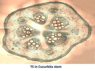 TS in Cucurbita stem
 