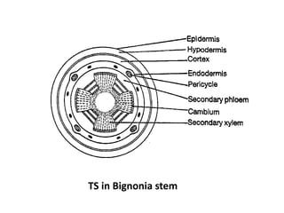 TS in Bignonia stem
 