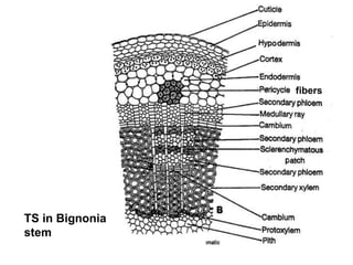 TS in Bignonia
stem
fibers
 