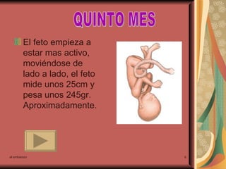 El feto empieza a estar mas activo, moviéndose de lado a lado, el feto mide unos 25cm y pesa unos 245gr. Aproximadamente. el embarazo QUINTO MES 