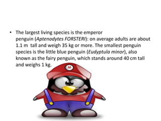 • The largest living species is the emperor
penguin (Aptenodytes FORSTERI): on average adults are about
1.1 m tall and weigh 35 kg or more. The smallest penguin
species is the little blue penguin (Eudyptula minor), also
known as the fairy penguin, which stands around 40 cm tall
and weighs 1 kg.
 