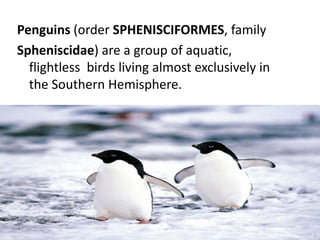 Penguins (order SPHENISCIFORMES, family
Spheniscidae) are a group of aquatic,
flightless birds living almost exclusively in
the Southern Hemisphere.
 
