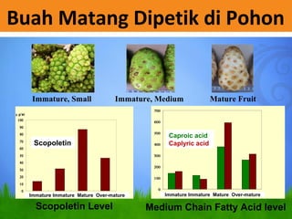 Immature, Small Immature, Medium Mature Fruit
g/ ml
0
10
20
30
40
50
60
70
80
90
100
δg δg g ¹g
ݥ
Immature Immature Mature Over-mature
Scopoletin Level
Scopoletin
Buah Matang Dipetik di Pohon
Medium Chain Fatty Acid level
0
100
200
300
400
500
600
700
δСg δg g ¹g
ץ
ץ
Caproic acid
Caplyric acid
Immature Immature Mature Over-mature
 