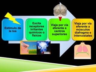 Estimulo de
la tos
Excita
receptores
irritantes
químicos o
físicos
Viaja por vía
aferente a
centros
superiores
Viaja por vía
eferente a
músculos
diafragma e
intercostales
 