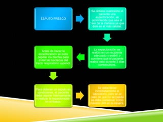 ESPUTO FRESCO
Se obtiene realizando el
paciente una
expectoración, se
recomienda que sea el
1ero de la mañana ya que
éste es el más celular.
La expectoración se
realiza en un recipiente
adecuado y estéril, y
conviene que el paciente
realice esto durante 3 días
consecutivos.
Antes de hacer la
expectoración se debe
cepillar los dientes para
evitar las bacterias del
tracto respiratorio superior.
Para obtener un esputo en
condiciones, el paciente
debe aspirar intensamente
y realizar la expectoración
en el frasco.
Se debe llevar
inmediatamente al
laboratorio, pero en el
caso de que no se pueda
se debe conservar como
máximo 24h en la nevera.
 