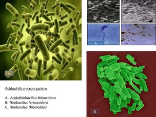 A
B
c
Acidophilic microorganism
A . Acidothiobacillus thiooxidans
B. Thiobacillus ferrooxidans
C. Thiobacillus thiooxidans
 