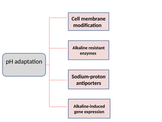 pH adaptation
Cell membrane
modification
Alkaline resistant
enzymes
Sodium-proton
antiporters
Alkaline-induced
gene expression
 