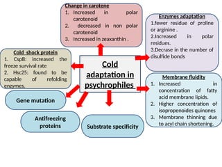 Cold shock protein
1. CspB: increased the
freeze survival rate
2. Hsc25: found to be
capable of refolding
enzymes.
Change in carotene
1. Increased in polar
carotenoid
2. decreased in non polar
carotenoid
3. Increased in zeaxanthin .
Enzymes adaptation
1.fewer residue of proline
or arginine .
2.Increased in polar
residues.
3.Decrase in the number of
disulfide bonds
Membrane fluidity
1. Increased in
concentration of fatty
acid membrane lipids.
2. Higher concentration of
isopropenoides quinones
3. Membrane thinning due
to acyl chain shortening.
Antifreezing
proteins
Gene mutation
Substrate specificity
Cold
adaptation in
psychrophiles
 