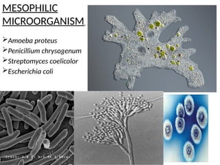 MESOPHILIC
MICROORGANISM
Amoeba proteus
Penicillium chrysogenum
Streptomyces coelicolor
Escherichia coli
 