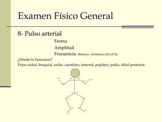 Examen Físico General 
8- Pulso arterial 
- Forma 
- Amplitud 
- Frecuencia: Rítmico, Arrítmico (ACxFA) 
¿Dónde lo buscamos? 
Pulso radial, braquial, axilar, carotídeo, femoral, poplíteo, pedio, tibial posterior. 
++ ++ 
++ 
++ 
++ 
++ 
++ ++ 
+ ++ 
++ 
++ 
(-) 
(-) 
 