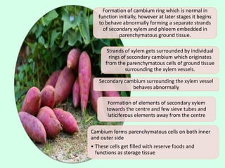 Formation of cambium ring which is normal in
function initially, however at later stages it begins
to behave abnormally forming a separate strands
of secondary xylem and phloem embedded in
parenchymatous ground tissue.
Strands of xylem gets surrounded by individual
rings of secondary cambium which originates
from the parenchymatous cells of ground tissue
surrounding the xylem vessels.
Secondary cambium surrounding the xylem vessel
behaves abnormally
Formation of elements of secondary xylem
towards the centre and few sieve tubes and
laticiferous elements away from the centre
Cambium forms parenchymatous cells on both inner
and outer side
• These cells get filled with reserve foods and
functions as storage tissue
 