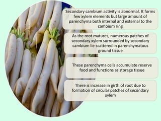 Secondary cambium activity is abnormal. It forms
few xylem elements but large amount of
parenchyma both internal and external to the
cambium ring
As the root matures, numerous patches of
secondary xylem surrounded by secondary
cambium lie scattered in parenchymatous
ground tissue
These parenchyma cells accumulate reserve
food and functions as storage tissue
There is increase in girth of root due to
formation of circular patches of secondary
xylem
 