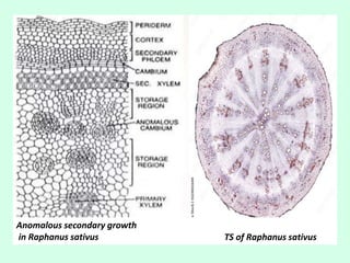 Anomalous secondary growth
in Raphanus sativus TS of Raphanus sativus
 
