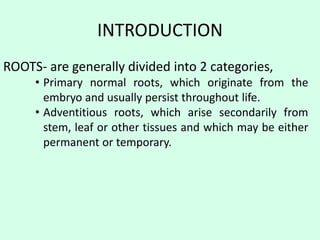 INTRODUCTION
ROOTS- are generally divided into 2 categories,
• Primary normal roots, which originate from the
embryo and usually persist throughout life.
• Adventitious roots, which arise secondarily from
stem, leaf or other tissues and which may be either
permanent or temporary.
 