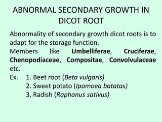 ABNORMAL SECONDARY GROWTH IN
DICOT ROOT
Abnormality of secondary growth dicot roots is to
adapt for the storage function.
Members like Umbelliferae, Cruciferae,
Chenopodiaceae, Compositae, Convolvulaceae
etc.
Ex. 1. Beet root (Beta vulgaris)
2. Sweet potato (Ipomoea batatas)
3. Radish (Raphanus sativus)
 