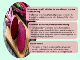 Secondary growth initiated by formation of primary
cambium ring
• It is formed by joining of cells of pericycle (outside) the
protoxylem and parenchyma cells (between) the xylem
and phloem
Abnormal activity of primary cambium ring
• Forms secondary xylem and parenchyma cells in
alternate groups, towards the inner side, whereas on
the outer side, it forms secondary phloem opposite to
secondary xylem and parenchymatous cells opposite to
inner parenchymatous cells
Result will be,
• Formation of ring of conjoint, collateral vascular
bundles embedded in parenchymatous tissue
• Parenchymatous cells functions as storage tissues.
 